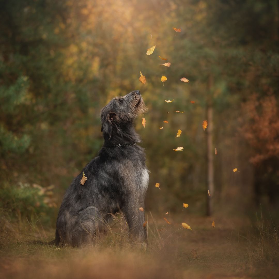 Explore worldbuilding in romantic suspense through Delaware Grange—a hauntingly beautiful Cheshire estate at the heart of Nightshade.